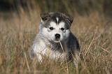 ALASKAN MALAMUTE 475